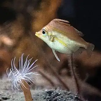 Triacanthodes anomalus.