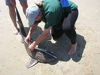 Description de l'image Triakis megalopterus.JPG.