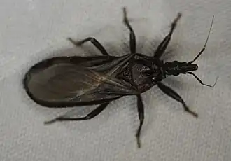 Description de l'image Triatoma protracta 89171778.jpg.