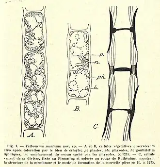 Description de l'image Tribonema marinum Feldmann 1941.jpg.