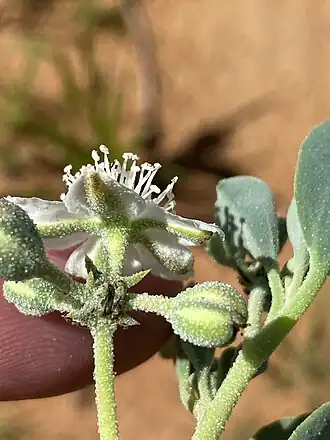 Description de l'image Tribulocarpus dimorphanthus 161569312.jpg.