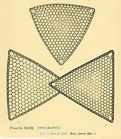 Triceratium favus Ehr(d'après H.&M. Peragallo)