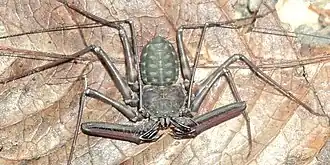 Description de l'image Trichodamon froesi 2.jpg.