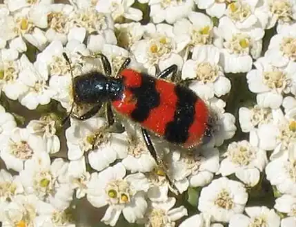 Trichodes apiarius