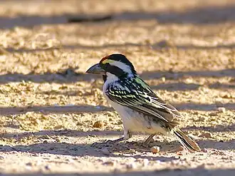 Description de cette image, également commentée ci-après
