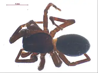 Description de l'image Tricholathys rothi m.jpg.