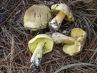 Description de cette image, également commentée ci-après