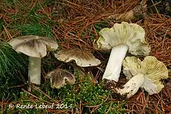 Photographie en couleur de cinq champignons gris au milieu d'aiguilles de pin brunes et sèches, d'aiguilles verte et de mousse. Deux exemplaires sont retournés afin que l'on voit leurs lames et leur pied jaunissants.