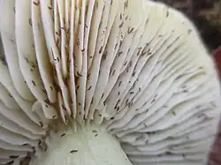  Photographie rapprochée de lames où l'on aperçoit une myriade de minuscules arthropodes noirs