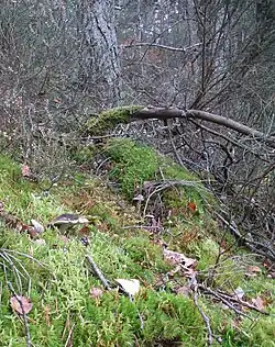  Photographie présentant une vue éloignée d'un champignon au chapeau noir que l'on devine difficilement au milieu de la mousse verte avec en arrière plan de la Callune et des troncs gris de conifères