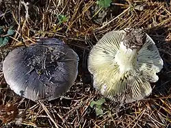  Photographie de deux champignons, l'un vu d'en haut, avec un chapeau gris ardoise s'éclaircissant vers la marge, l'autre vu d'en dessous avec un pied et des lames blanc teinté de jaune
