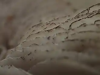 Arêtes des lames noircissantes.