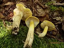 Maine (USA)