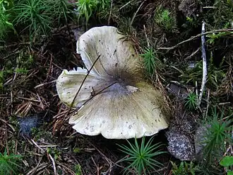 T. viridilutescens (Oblast de Tver, Russie)