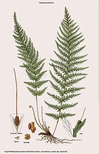 Trichommanes alatum Sw.