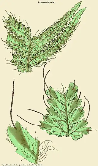 Trichomanes lucens Sw.