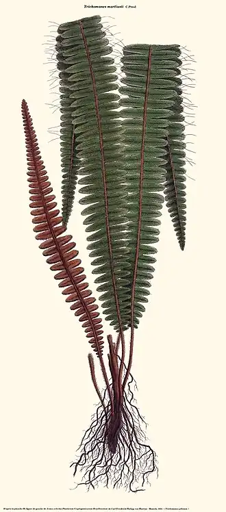 Trichomanes martiusii C.Presl