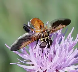 Trichopoda pictipennis, Espagne