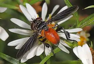 Description de cette image, également commentée ci-après