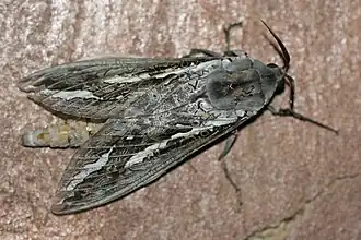 Description de l'image Trictena atripalpis 1.jpg.