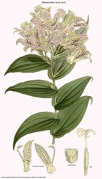 Description de l'image Tricyrtis hirta (Curtis).jpg.