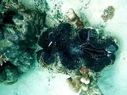 Grand spécimen aux Maldives.