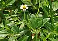 Tridax procumbens(Sottotribù Dyscritothamninae)