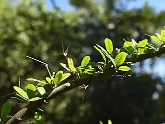 Description de l'image Trifidacanthus unifoliolatus kz01.jpg.