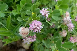 Description de l'image Trifolium tomentosum kz5.jpg.
