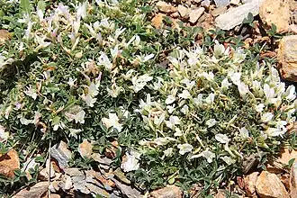 Description de l'image Trifolium uniflorum pm.jpg.