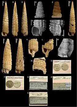 Strobiligera brychia.