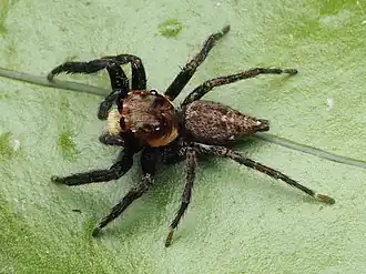 Description de l'image Triggella infuscata 178314131.jpg.