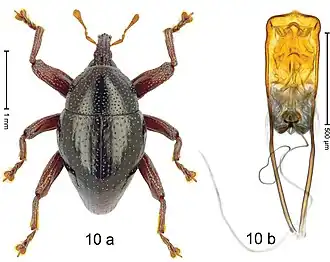 Description de l'image Trigonopterus asterix (10.3897-zookeys.828.32200) Figure 10.jpg.