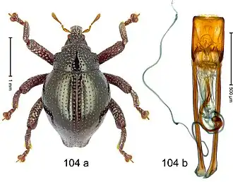 Description de l'image Trigonopterus yoda (10.3897-zookeys.828.32200) Figure 104.jpg.