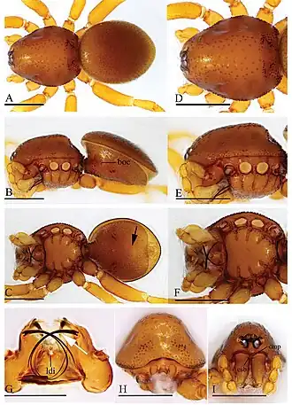 Description de l'image Trilacuna changzi (10.3897-zookeys.960.54053) Figure 4.jpg.