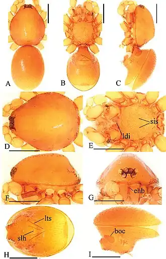 Description de l'image Trilacuna datang (10.3897-zookeys.821.29599) Figure 4.jpg.