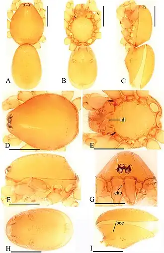 Description de l'image Trilacuna fugong (10.3897-zookeys.821.29599) Figure 7.jpg.