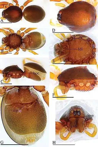 Description de l'image Trilacuna loebli (10.3897-zookeys.960.54053) Figure 10.jpg.