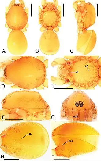 Description de l'image Trilacuna wuhe (10.3897-zookeys.821.29599) Figure 16.jpg.