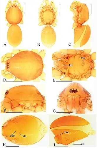 Description de l'image Trilacuna xinping (10.3897-zookeys.821.29599) Figure 19.jpg.