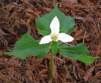 Trillium ovatum