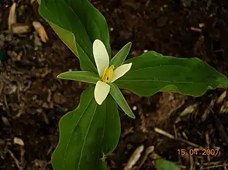 Trillium parviflorum