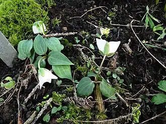 Trillium rivale