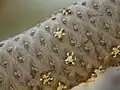 Fleurs mâles.