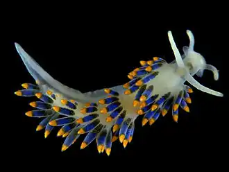 Trinchesia caerulea (Trinchesiidae)