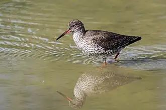 Le Chevalier gambette (Tringa totanus) est une espèce d'oiseaux limicoles.