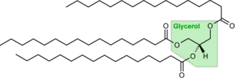 Triacylglycérol.