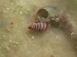 Triphora cf. gemmata