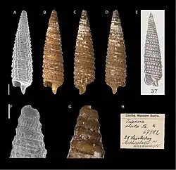 Hedleytriphora elata.