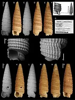 Triphora eupunctata.